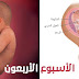 أسابيع الحمل | الأسبوع الأربعون " الأخير "