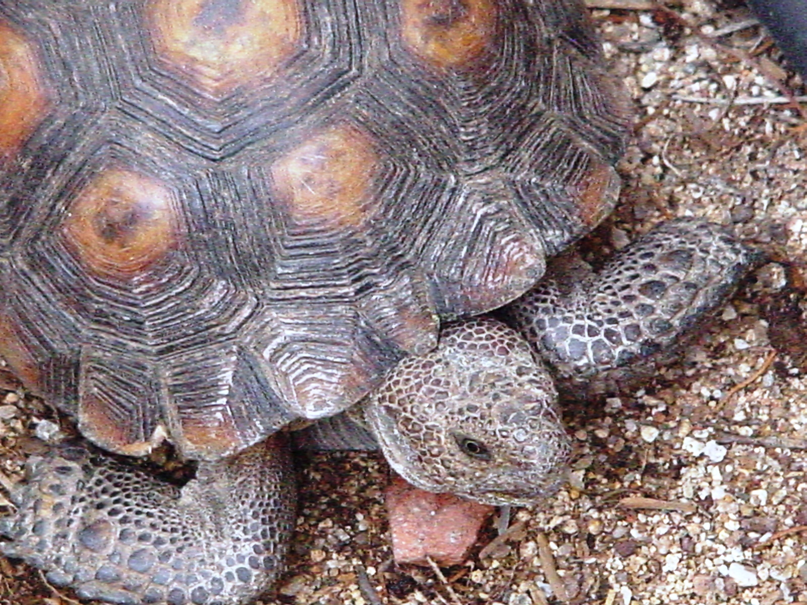 Tucson Daily Photo ~: Desert Treasure ~ Desert Tortoise