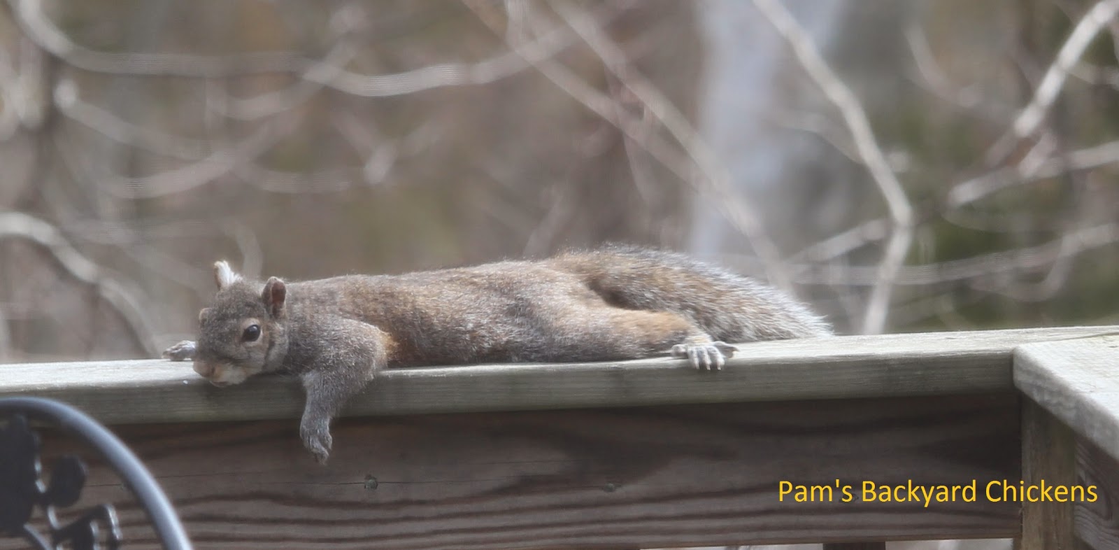 Pam S Backyard Chickens Bird Feeder Fun Squirrel Antics