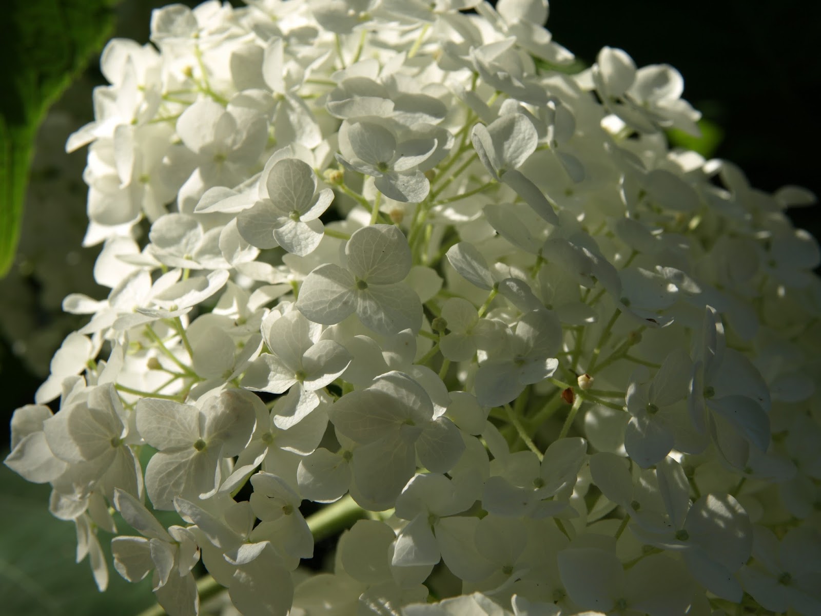 Trädgård i torslanda: vidjehortensia 'annabelle'