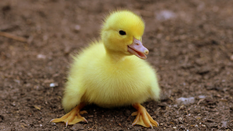 Duckling
