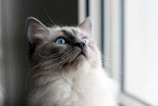 Jenis Kucing Peliharaan Lucu Anggora Persia Gambar Aggora