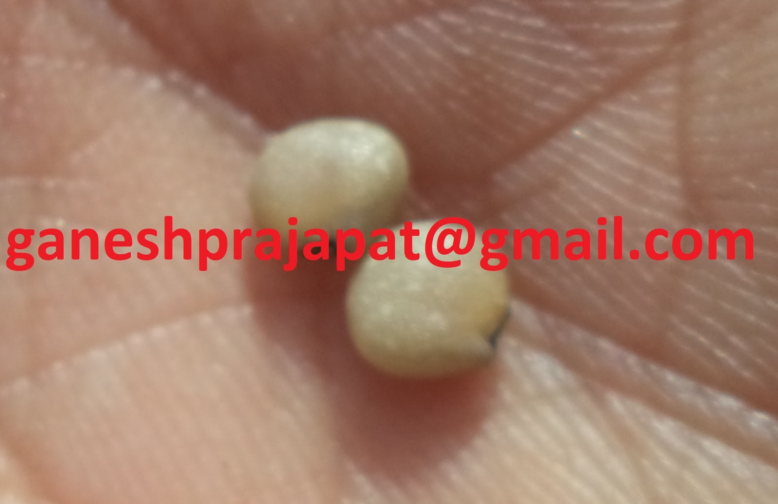 GUAR GUM INFORMATION AND GUAR GUM CULTIVATION IN INDIA Guar seed and