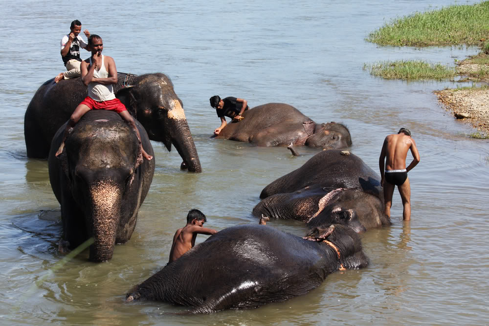 Camp elephants taking a bath. Camp elephants taking a bath.