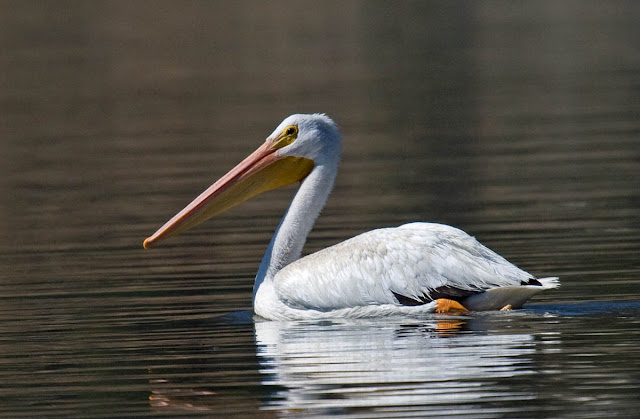 American White Pelican American White Pelican