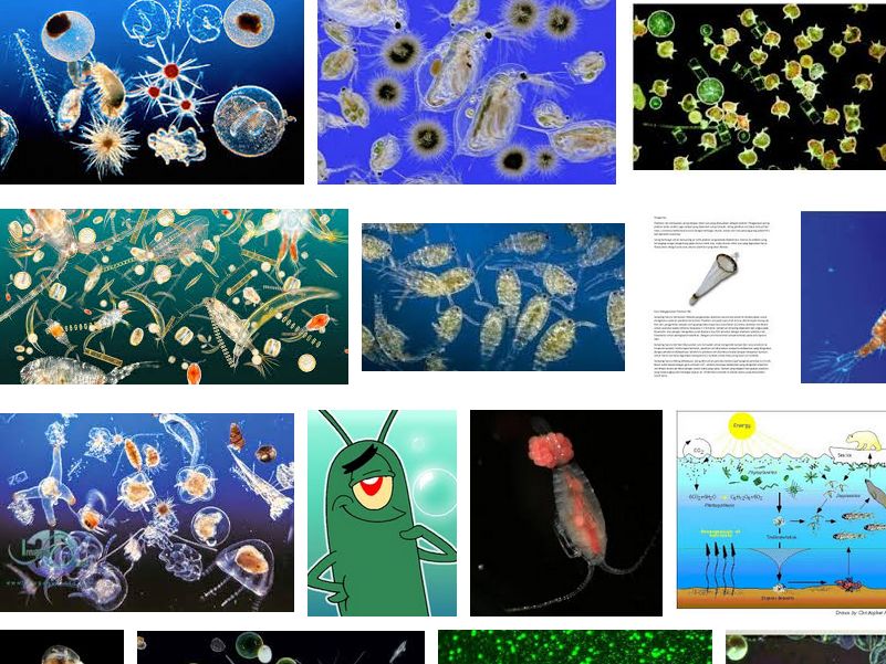 Pengertian Plankton dan Fungsinya