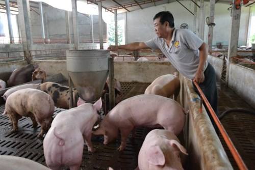 Giá lợn hơi tăng do nguồn cung giảm