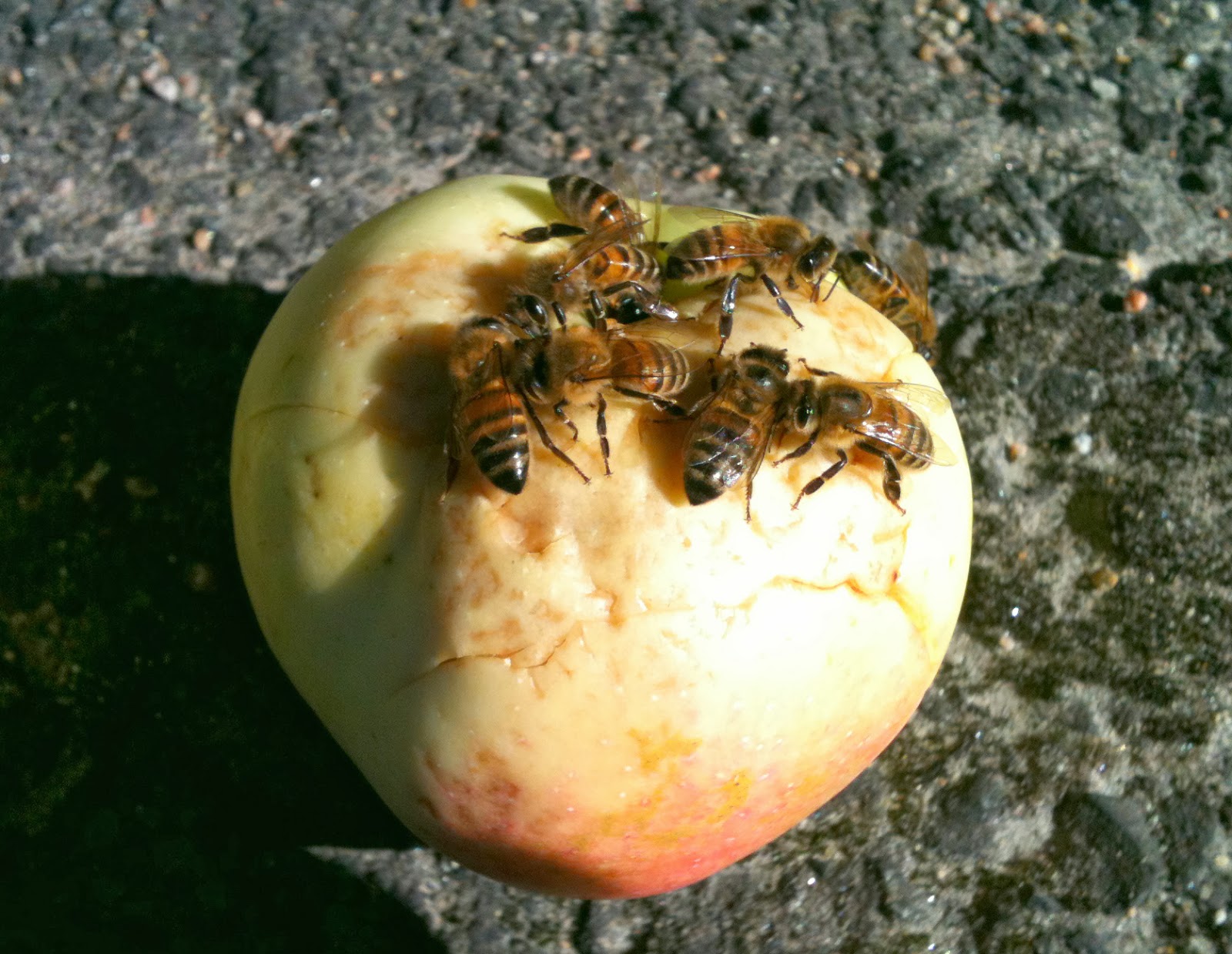 Che Guebee Apiary Honeybees feeding on Apples