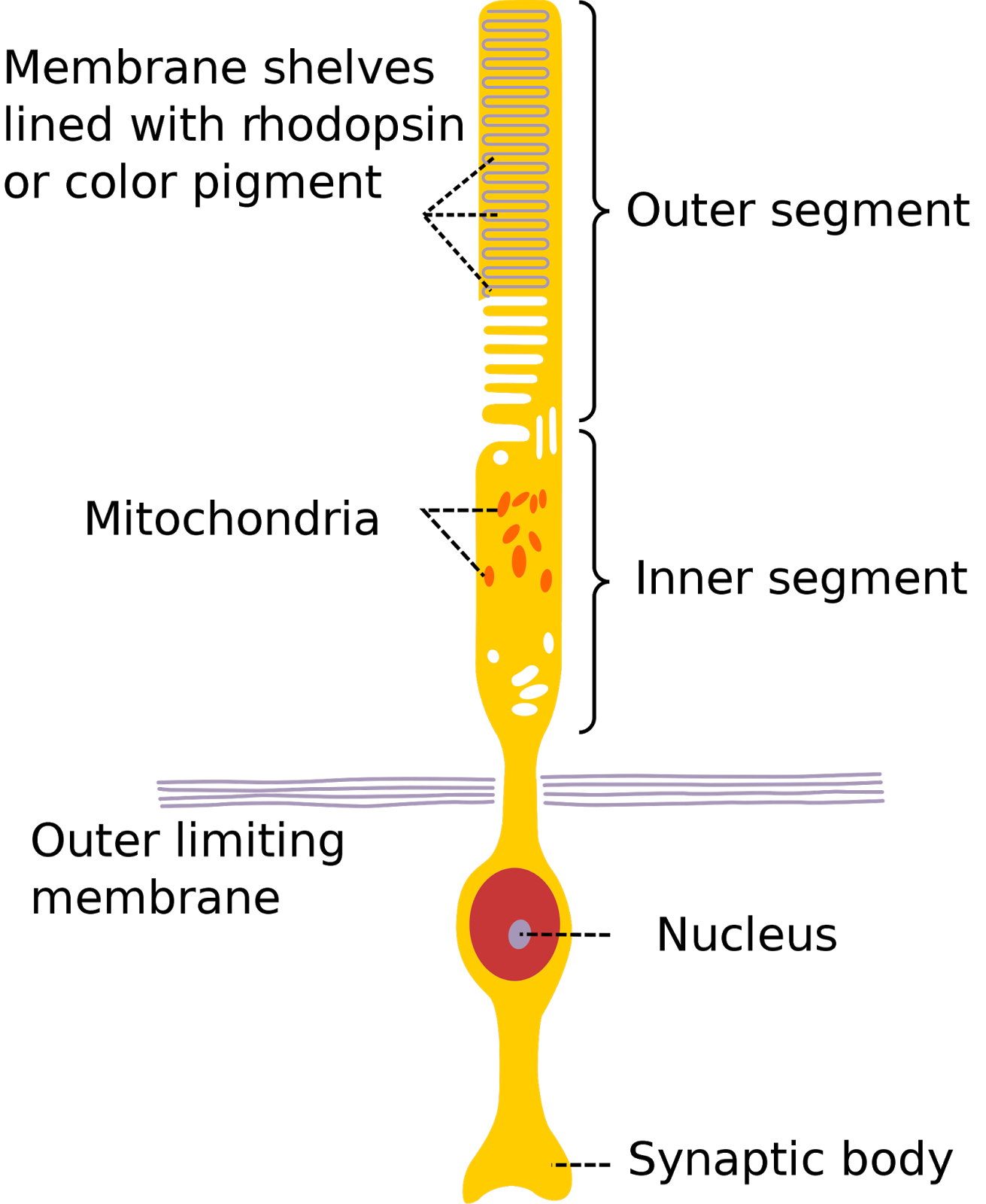 About the Human Body Rods and Cones