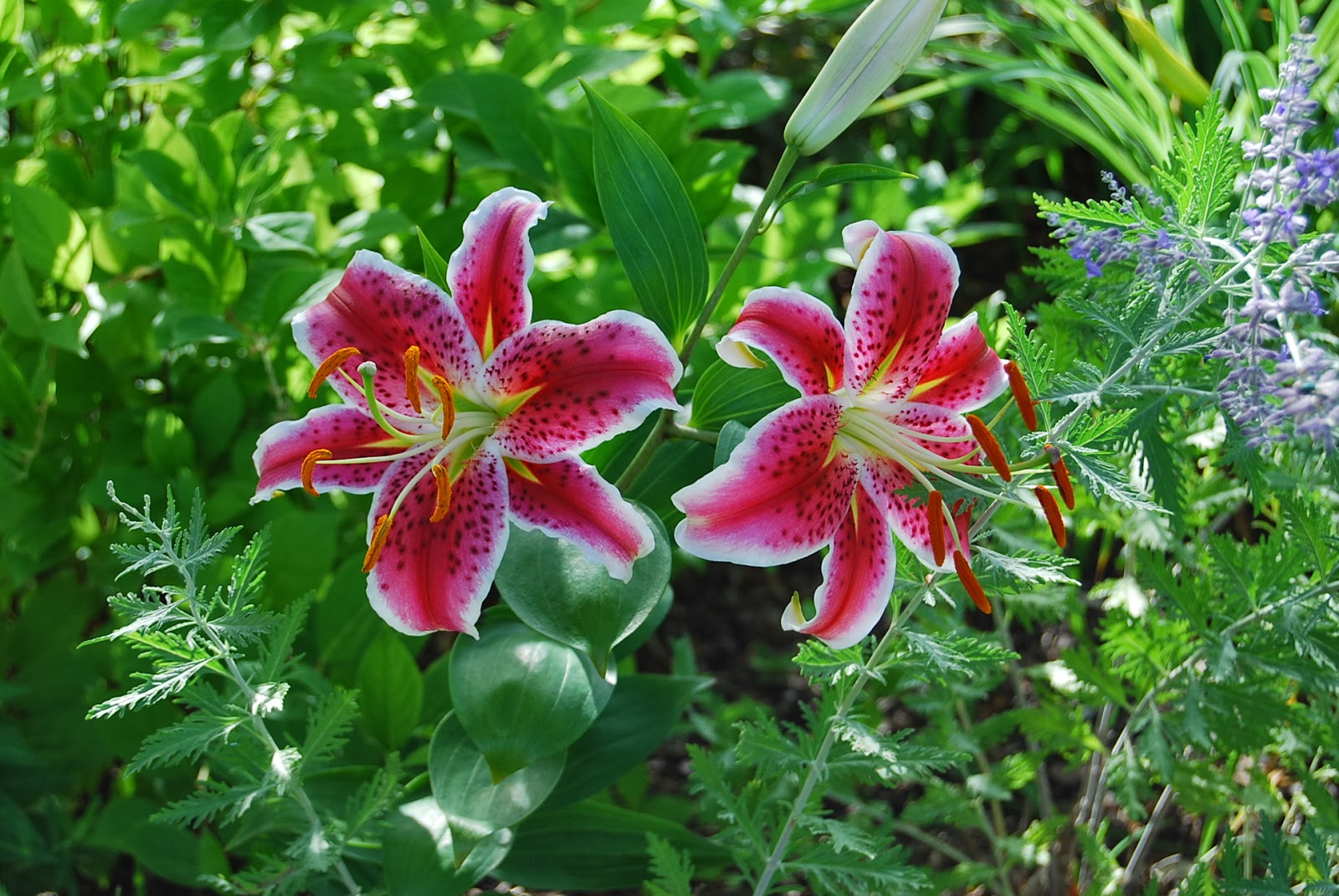  Gambar Bunga Lily  Stargazer Topik Pedia