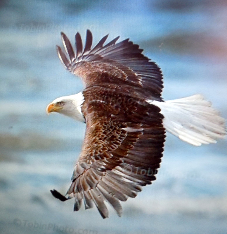 My Old Historic House Eagle Watching in Clarksville,Mo.