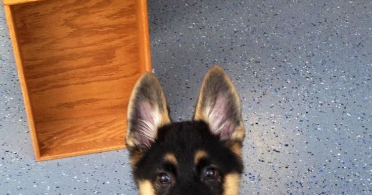 How much does a German Shepherd Puppy Cost? - Annie Many