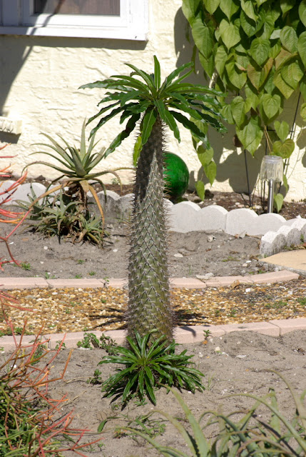 Pachypodium lamerei - Madagascar palm