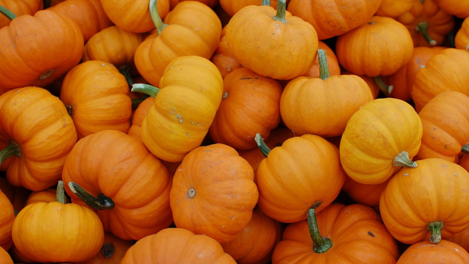 Pumpkin wallpapers for desktop download free Pumpkin pictures and  backgrounds for PC  moborg