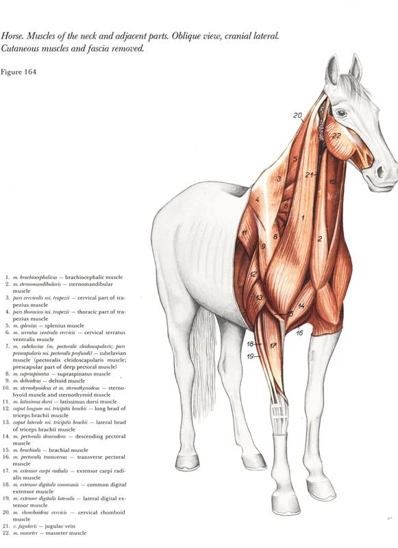 anatomia-cabeca-pescoco-neck-head-horse-cavalo-equino