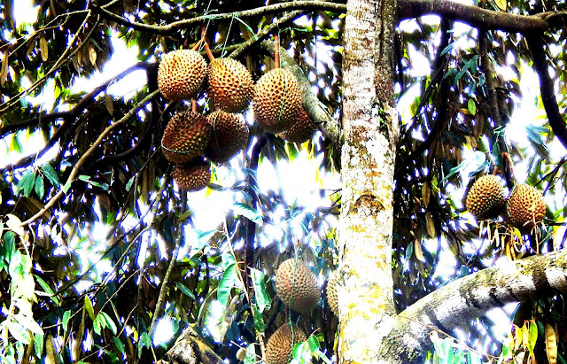 Bibit Durian Musangking: Durio of The Year Bibit Durian