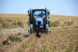 Garlic harvesting