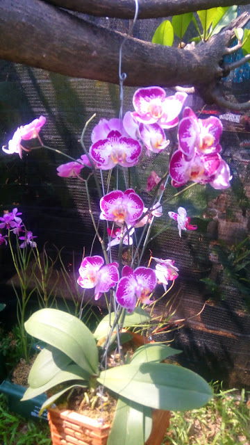 Beautiful Orchid Phalaenopsis Cattleya 