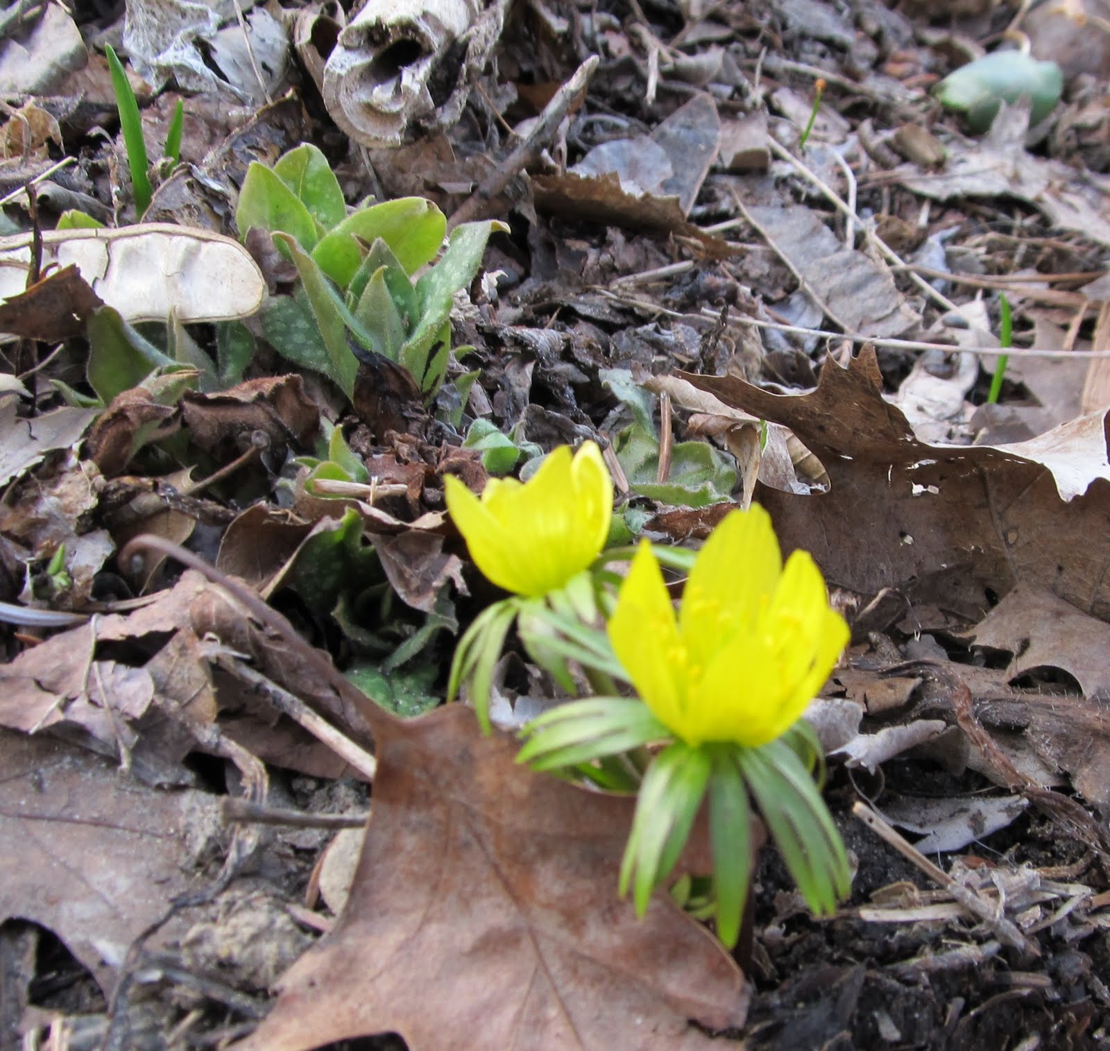 The Christie Project: April 2011