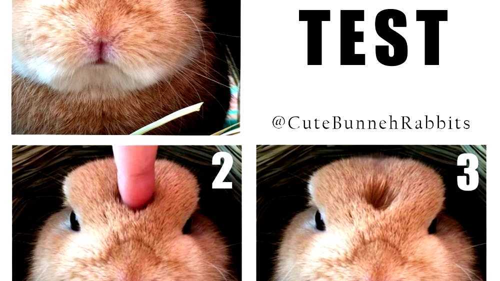 Rabbit test