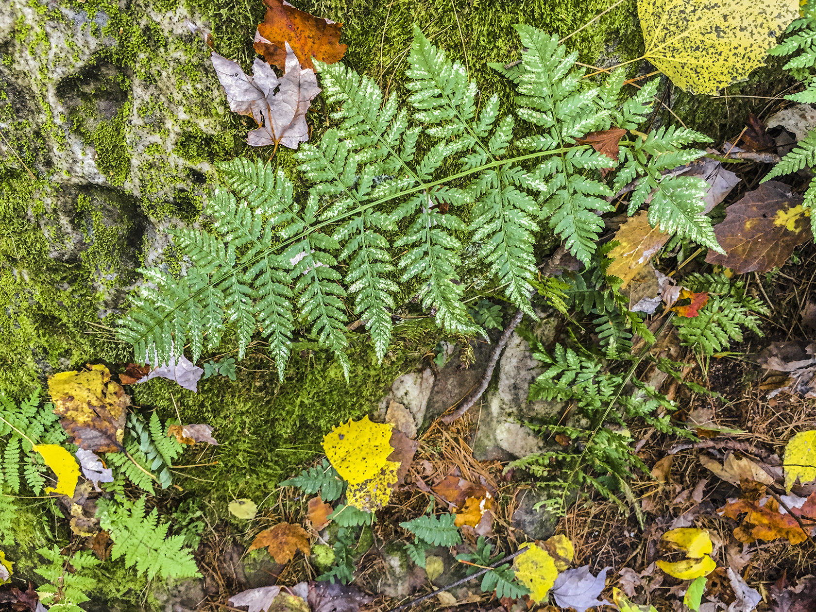 Along the Black River Forest Nature Trail