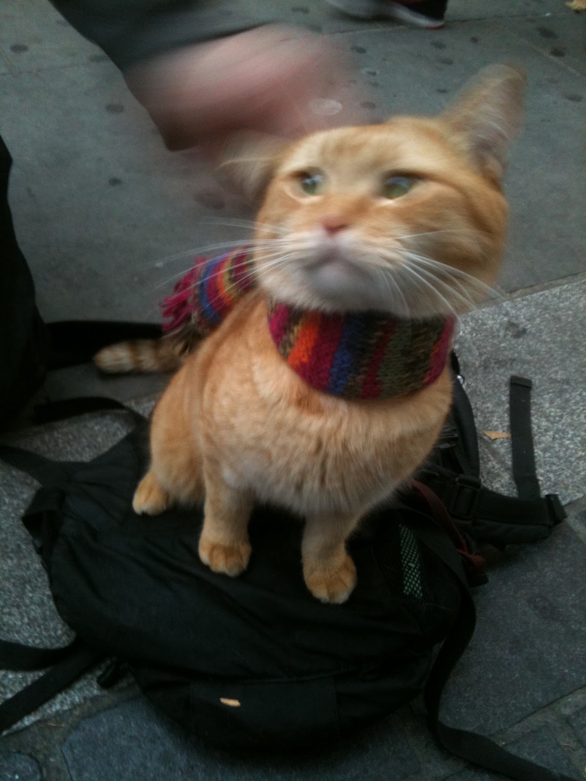 Mog's Togs Blog: Bob the Big Issue Cat