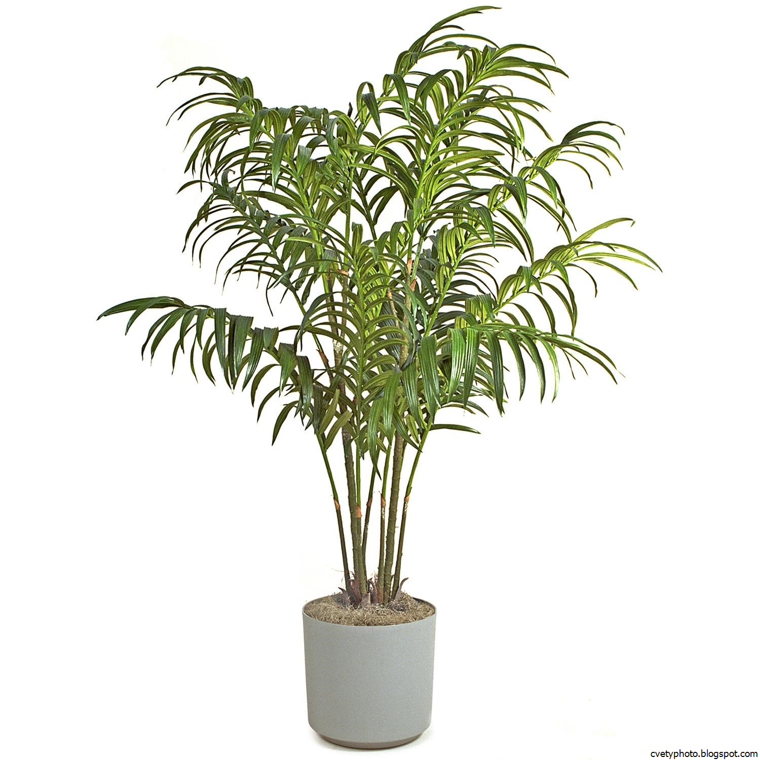 Комнатное растение название пальмы. Пальма хамедорея. Ховея Кентия. Пальма комнатная Ховея. Пальма Ховея Форстера.