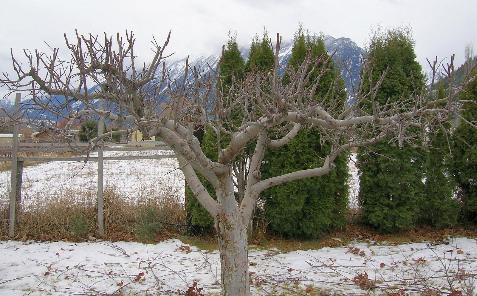 My Mountain Garden Gleanings: Pruning Fruit Trees