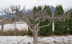 When Can I Prune Fruit Trees / How to Prune a Tree | HGTV - A complete guide to pruning fruit trees, including purposes, benefits, timing, goals of seasonal pruning, and pruning tactics to use.