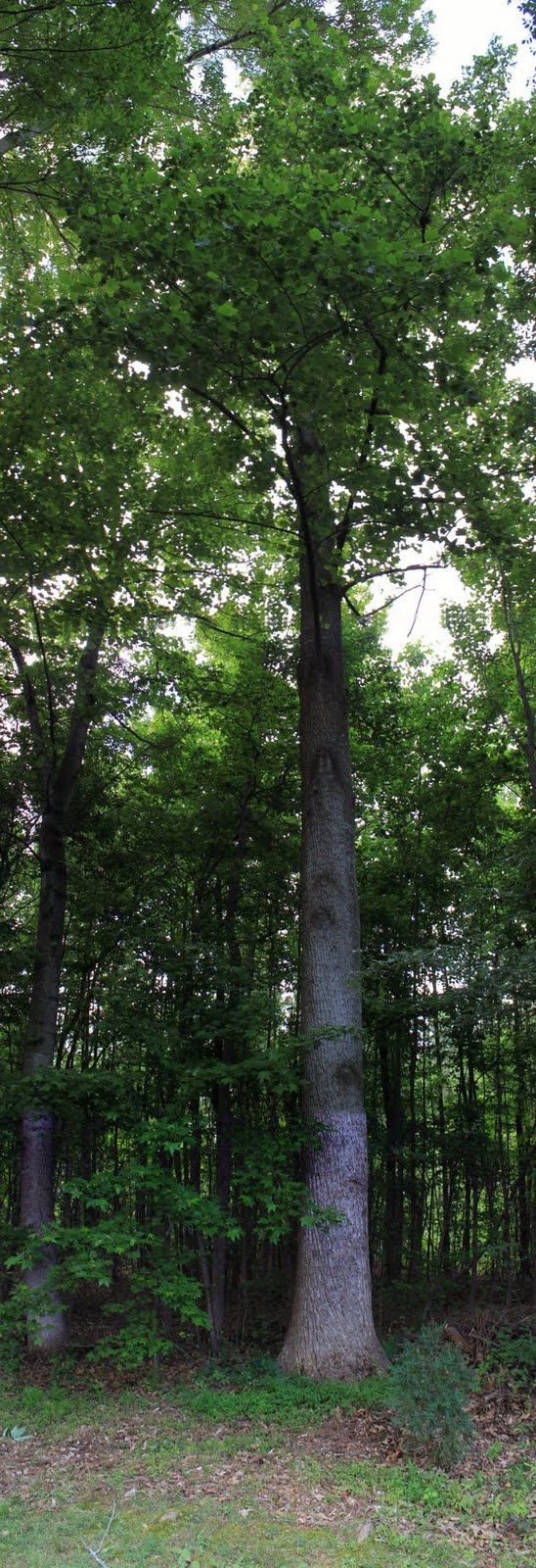 Til the Last Hemlock Dies Do Poplar Trees Attract Lightning?