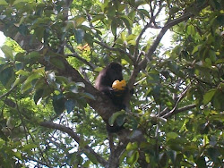 mono con mango