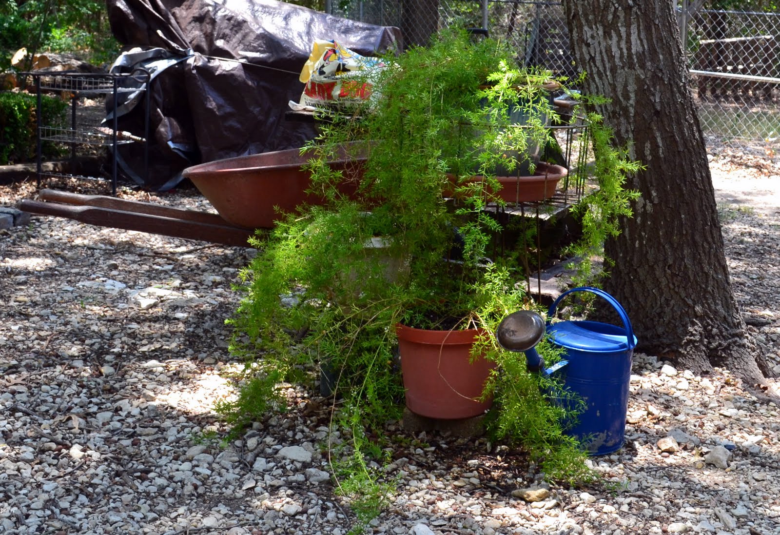 A Southwest Gardener's Journal Repotting 101Asparagus Fern