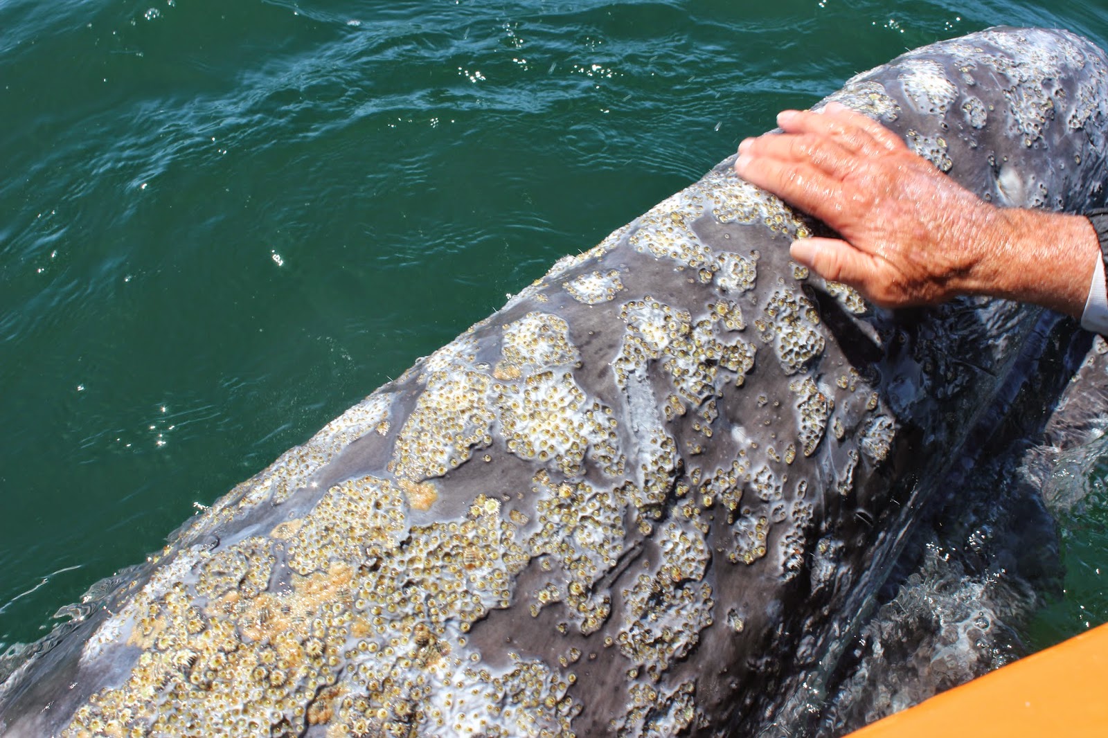 The Pacific Gray Whales Of Baja – Kristy McCaffrey