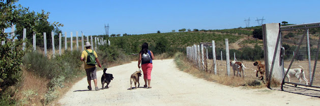 casal com cães em caminho de trilha