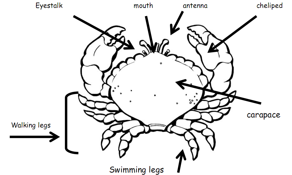 Fun Facts About Crabs