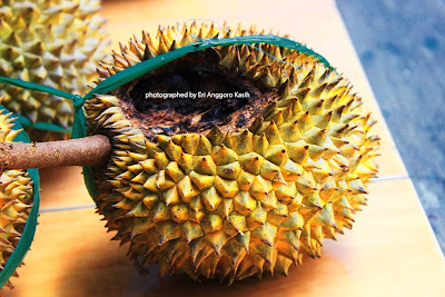 Durian yang bekas dimakan tupai atau bajing Durian yang bekas dimakan tupai atau bajing
