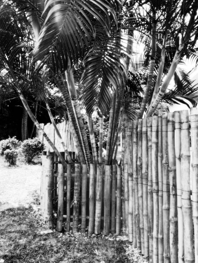 Mi bambou (archi tech design) Bambou Créatif clôture