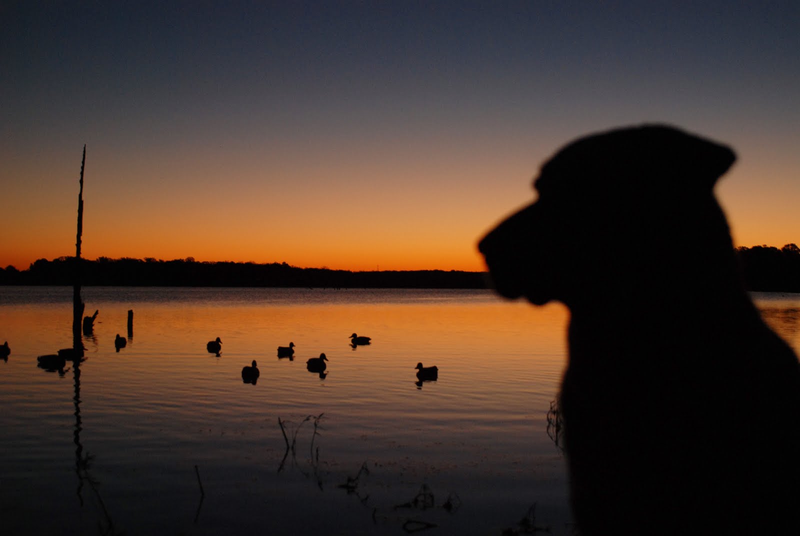 OUTSIDE AGAIN ADVENTURES: BOOTHEEL DUCK HUNTING HOTSPOT