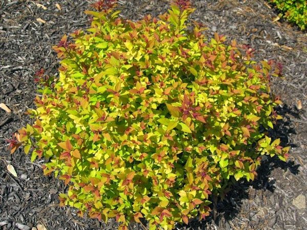 guide northeastern gardening
