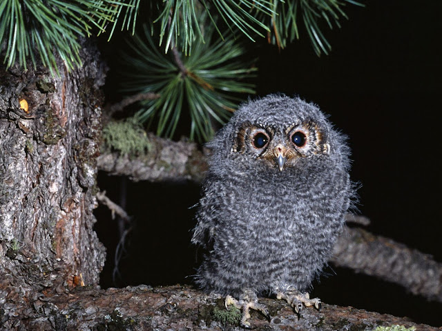 Small Furry Owl Bird Wallpaper