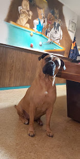 Sky ( Bull Mastiff) 16-03-2018