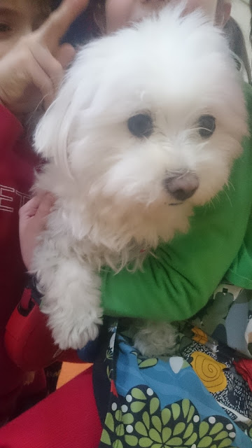 Welcome English Jimena%2527s%2BDog%2B3