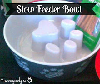 slow feeder bowl