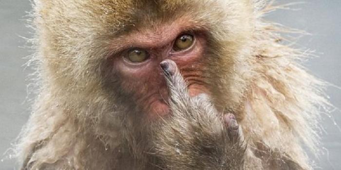 30++ Sketsa Gambar Monyet Lucu - Kumpulan Gambar Lucu