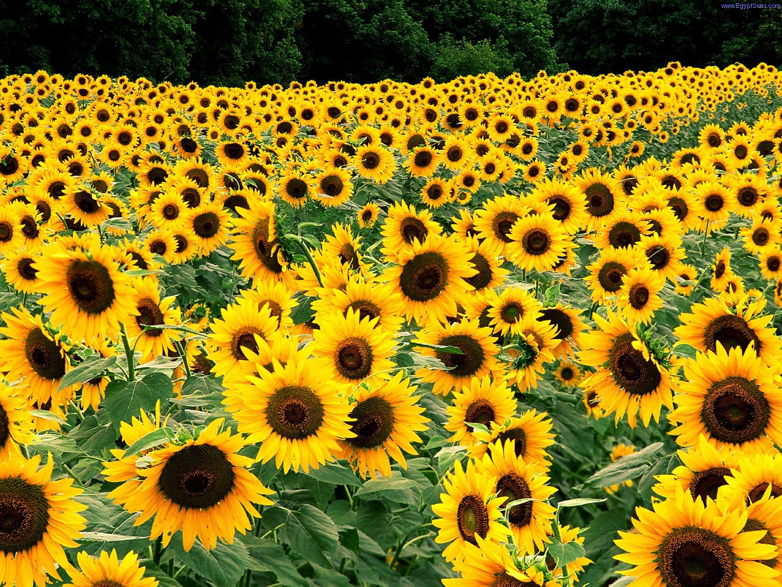 http://4.bp.blogspot.com/-UGxiup_VBDc/To2-22gODjI/AAAAAAAAASM/vj2w4_I4pYw/s1600/Field_of_Sunflowers_Kentucky.jpg