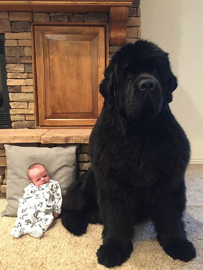 25 Adorable Pictures Of Newfoundlands That Are Shockingly Massive