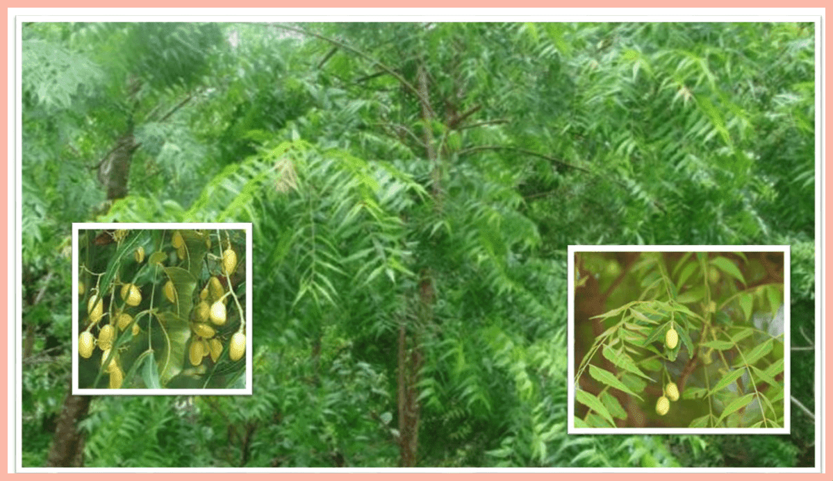 Milagroso árbol Nin (Lila india) APRENDA CÓMO USARLO EN CADA CASO Natwiki