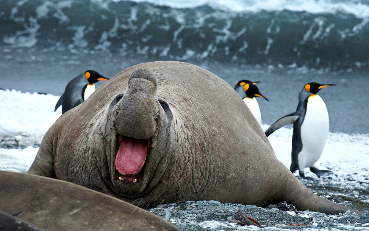 Top 12 Largest Land Animals In The World top-12-largest-land-animals-in-the-world