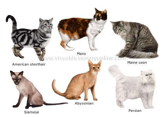 Cat Breed Chart