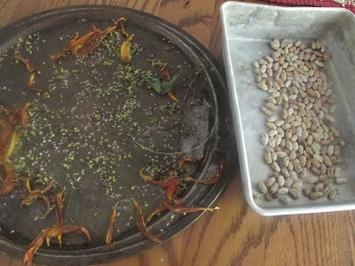 drying sunflower and rattlesnake beans